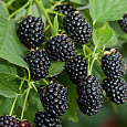 Ежевика кустистая