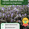 Герань (Аистов клюв) пятнистая Espresso